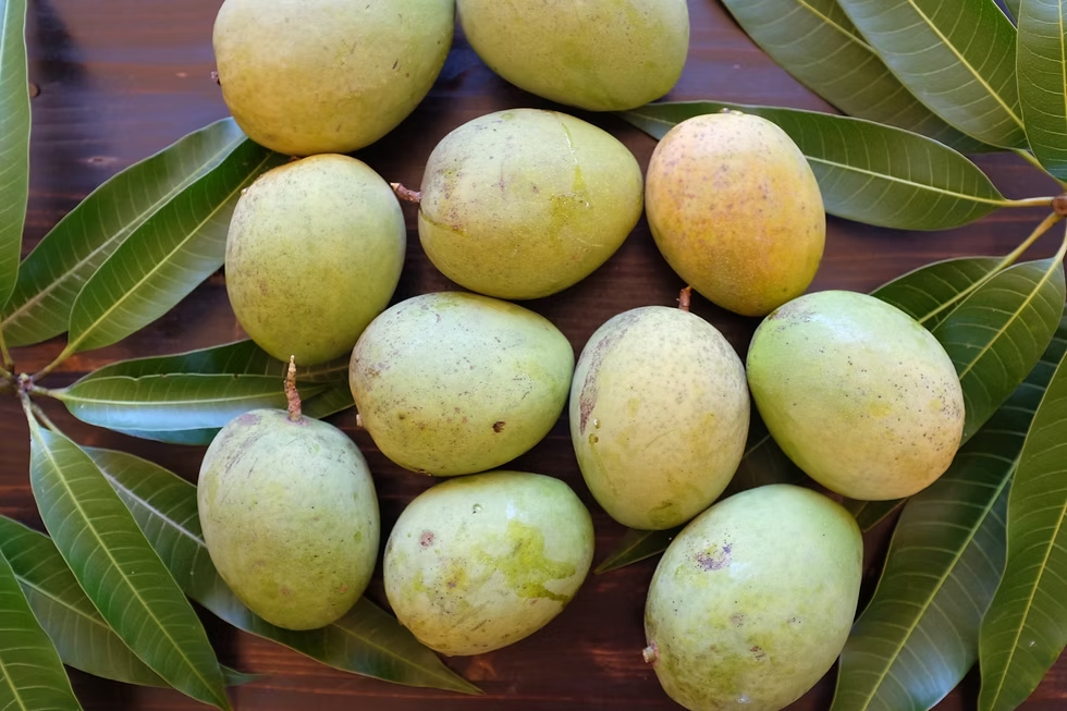 Diamond Mango Aam Grafted Healthy Fruit Plant