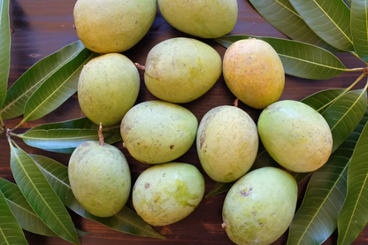 Diamond Mango Aam Grafted Healthy Fruit Plant