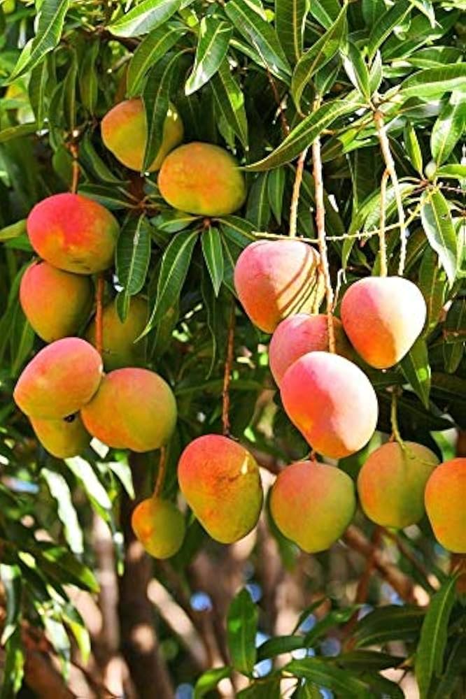 Diamond Mango Aam Grafted Healthy Fruit Plant
