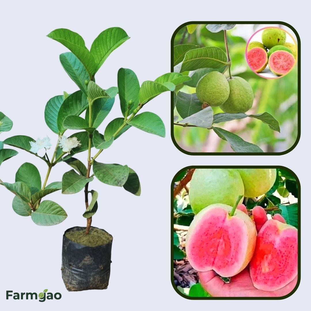 Diamond Pink Guava Air Layered Healthy Fruit Plant