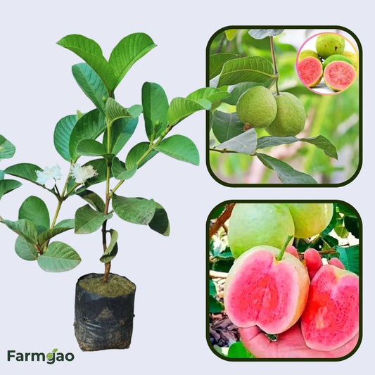 Diamond Pink Guava Air Layered Healthy Fruit Plant