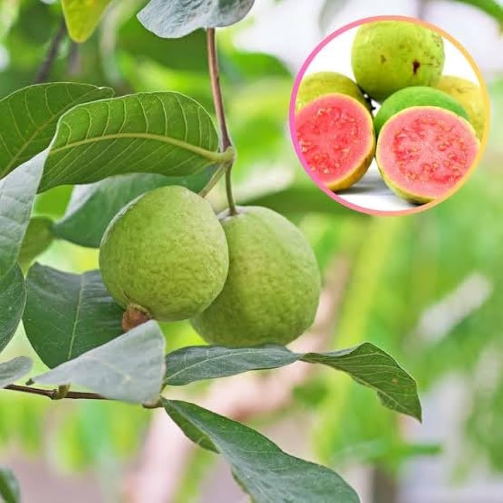 Diamond Pink Guava Air Layered Healthy Fruit Plant