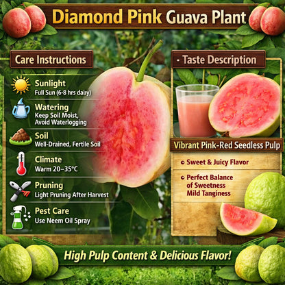 Diamond Pink Guava Air Layered Healthy Fruit Plant