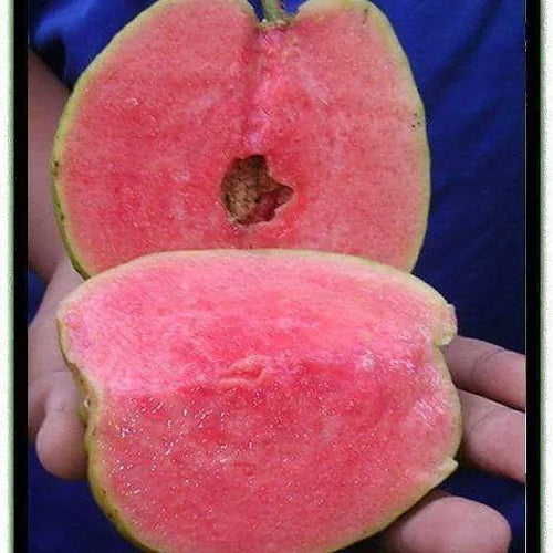 Diamond Pink Guava Air Layered Healthy Fruit Plant