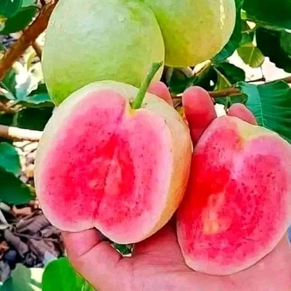 Diamond Pink Guava Air Layered Healthy Fruit Plant
