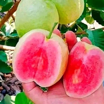 Diamond Pink Guava Air Layered Healthy Fruit Plant