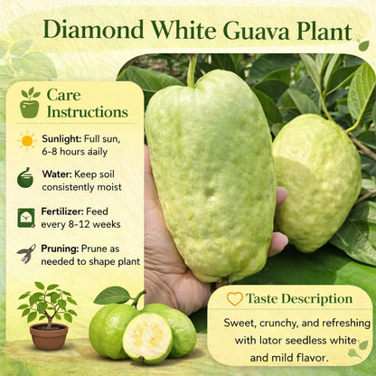 Diamond White Guava Air Layered Healthy Fruit Plant