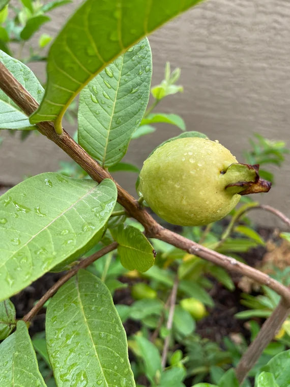 Diamond White Guava Air Layered Healthy Fruit Plant