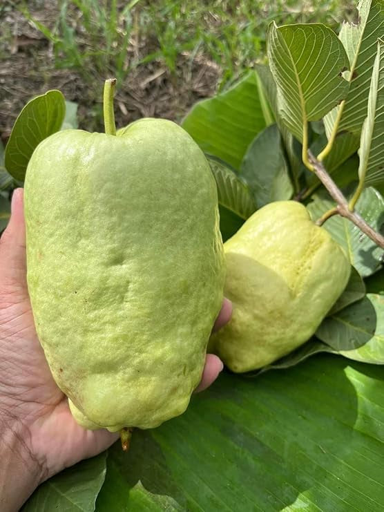 Diamond White Guava Air Layered Healthy Fruit Plant