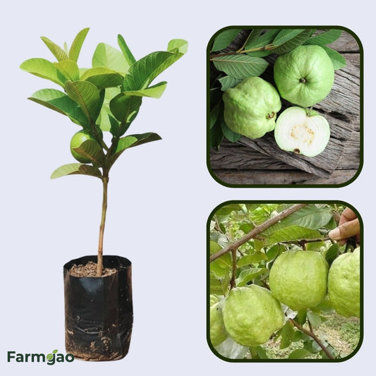 Doce Paulista Guava Air Layered Healthy Fruit Plant