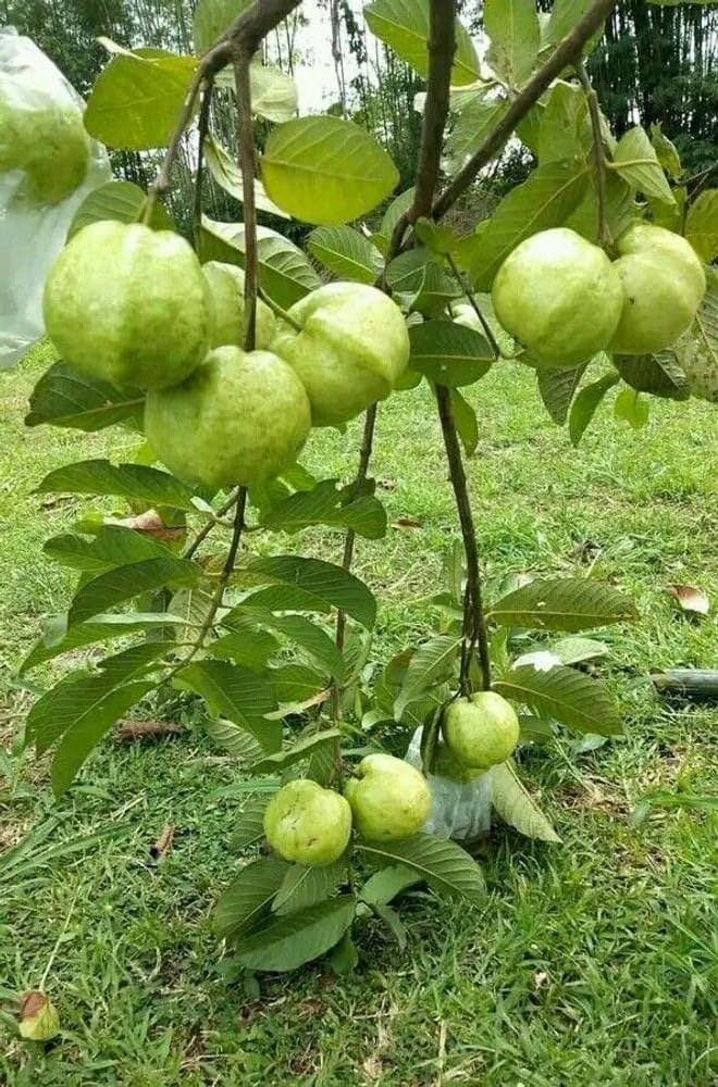 Doce Paulista Guava Air Layered Healthy Fruit Plant