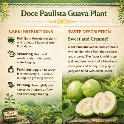 Doce Paulista Guava Air Layered Healthy Fruit Plant