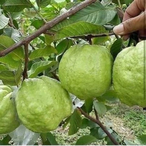 Doce Paulista Guava Air Layered Healthy Fruit Plant