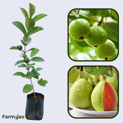 Dominican Pink Guava Air Layered Healthy Fruit Plant