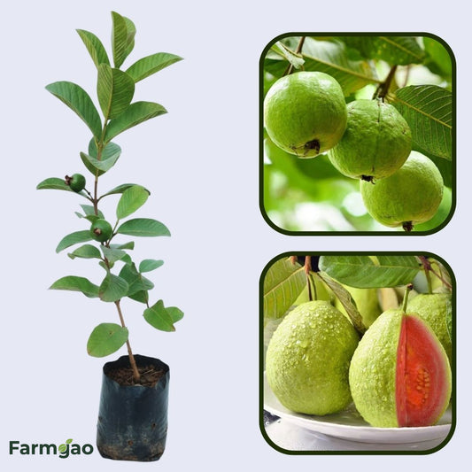 Dominican Pink Guava Air Layered Healthy Fruit Plant