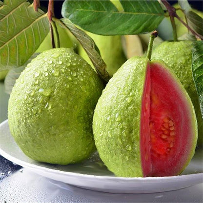 Dominican Pink Guava Air Layered Healthy Fruit Plant