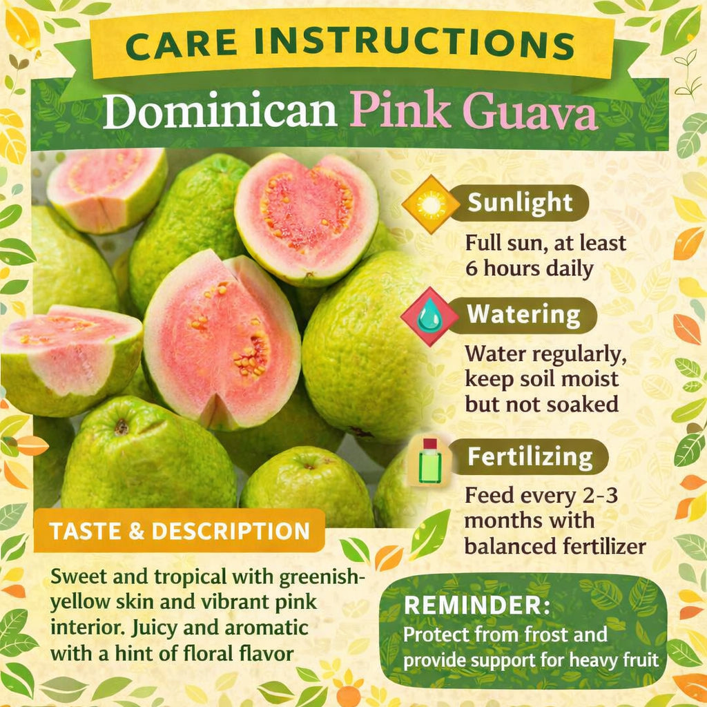 Dominican Pink Guava Air Layered Healthy Fruit Plant
