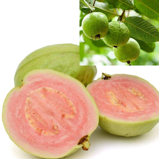 Dominican Pink Guava Air Layered Healthy Fruit Plant