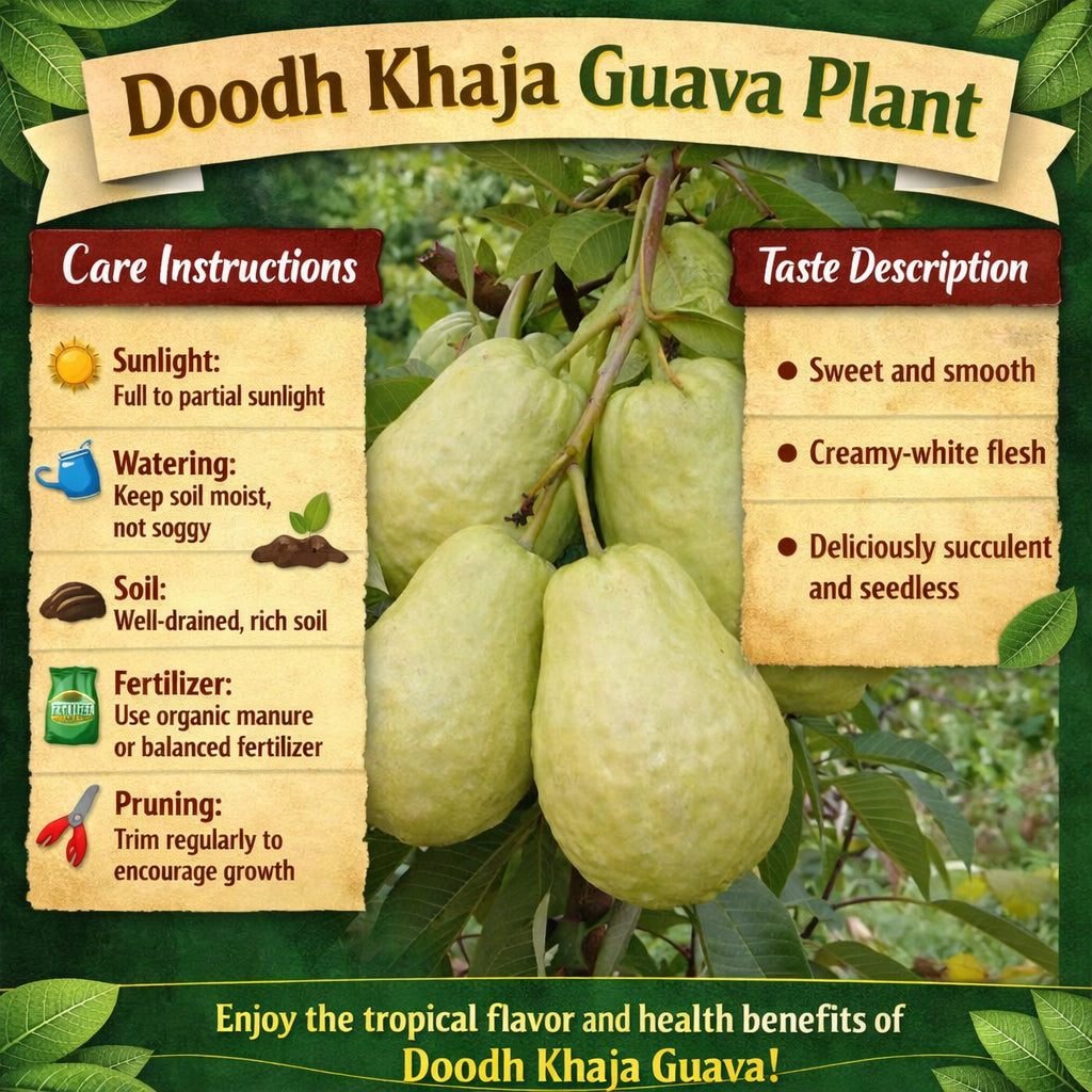 Doodh Khaja Guava Air Layered Healthy Fruit Plant
