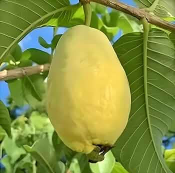 Doodh Khaja Guava Air Layered Healthy Fruit Plant