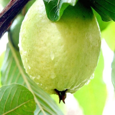 Doodh Khaja Guava Air Layered Healthy Fruit Plant