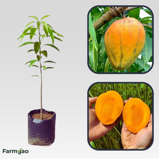 Dot Mango Aam Grafted Healthy Fruit Plant