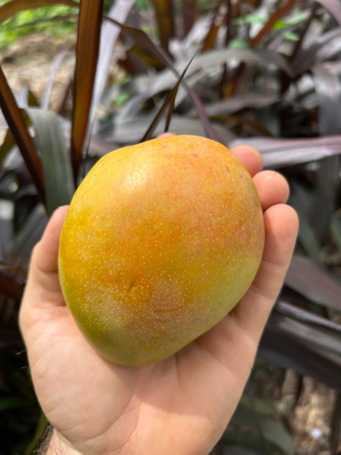 Dot Mango Aam Grafted Healthy Fruit Plant