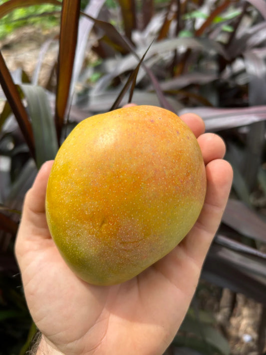 Dot Mango Aam Grafted Healthy Fruit Plant