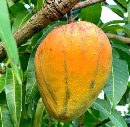 Dot Mango Aam Grafted Healthy Fruit Plant