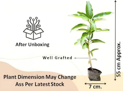 Dot Mango Aam Grafted Healthy Fruit Plant