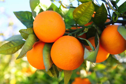 Citrus Farm Sweet Orange Grafted Healthy Fruit Plant