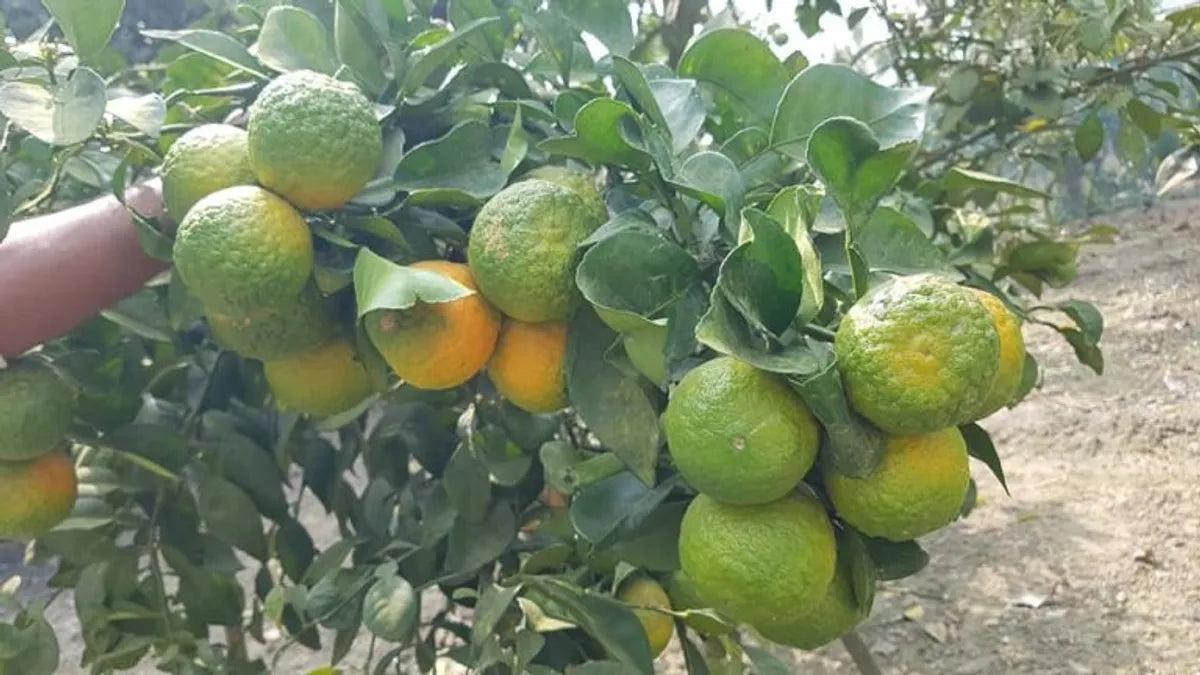 Nagpur Mandarin All Time Orange Santra Grafted Fruit Plant