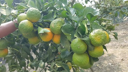 Nagpur Mandarin All Time Orange Santra Grafted Fruit Plant