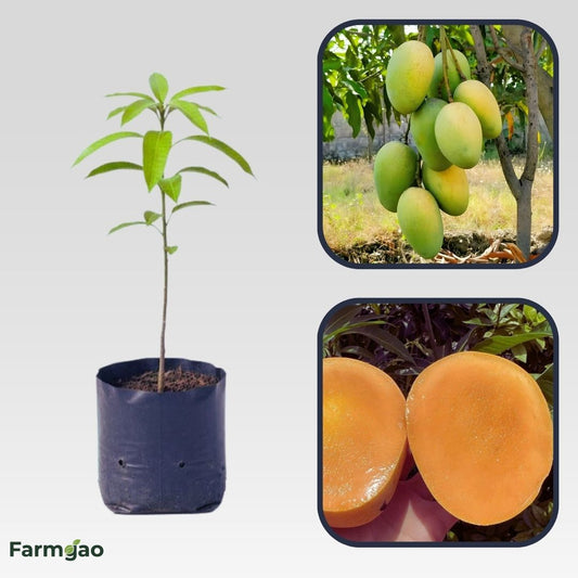 Dudhiya Malda Mango Aam Grafted Healthy Fruit Plant