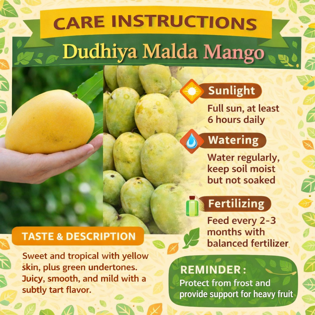Dudhiya Malda Mango Aam Grafted Healthy Fruit Plant