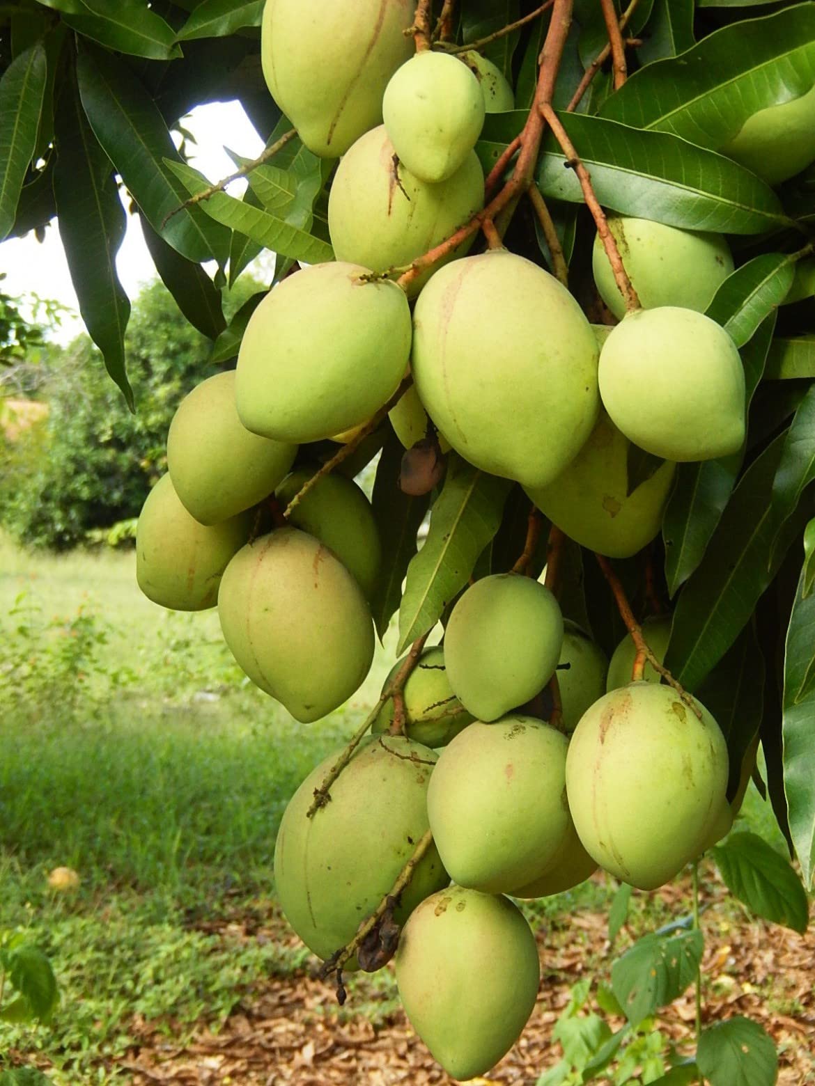 Dudhiya Malda Mango Aam Grafted Healthy Fruit Plant