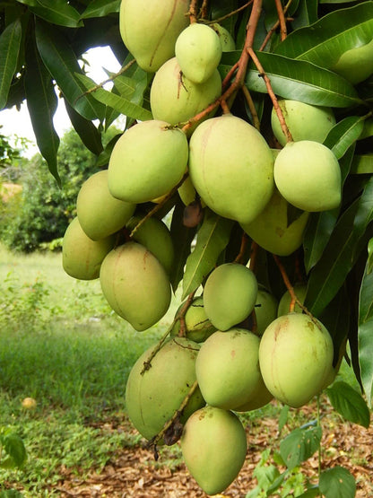Dudhiya Malda Mango Aam Grafted Healthy Fruit Plant