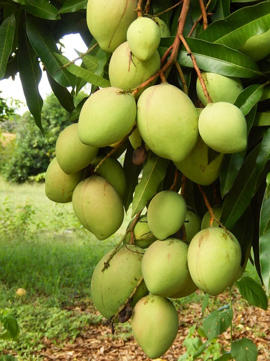 Dudhiya Malda Mango Aam Grafted Healthy Fruit Plant
