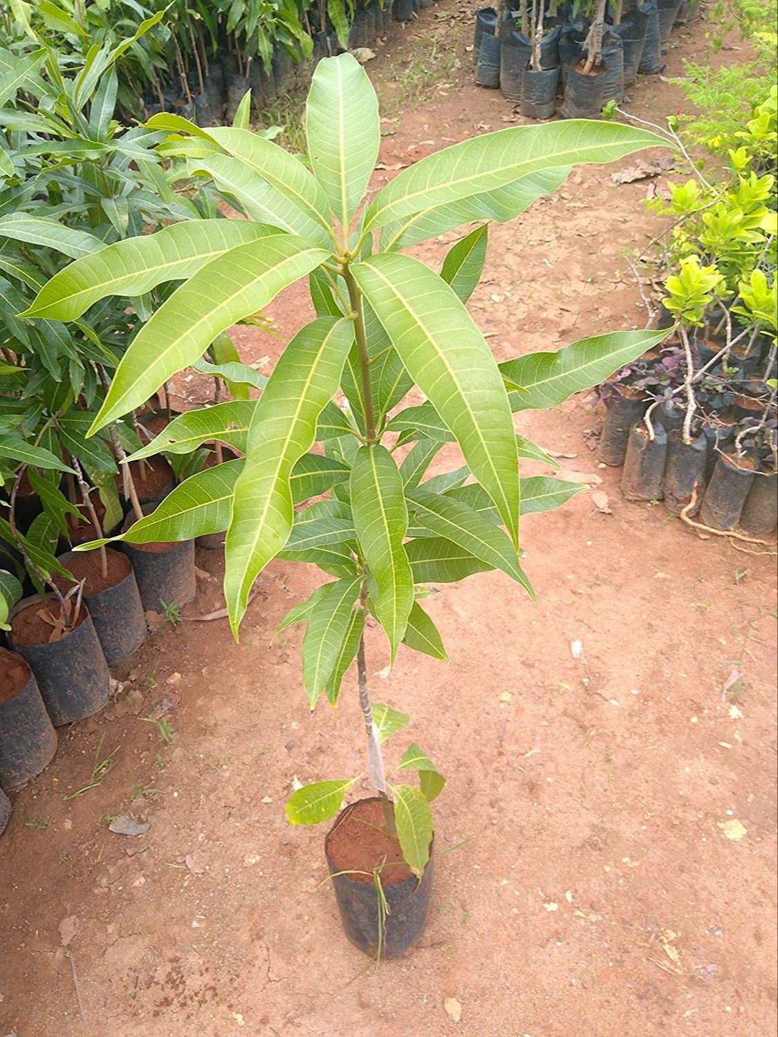 Dudhiya Malda Mango Aam Grafted Healthy Fruit Plant