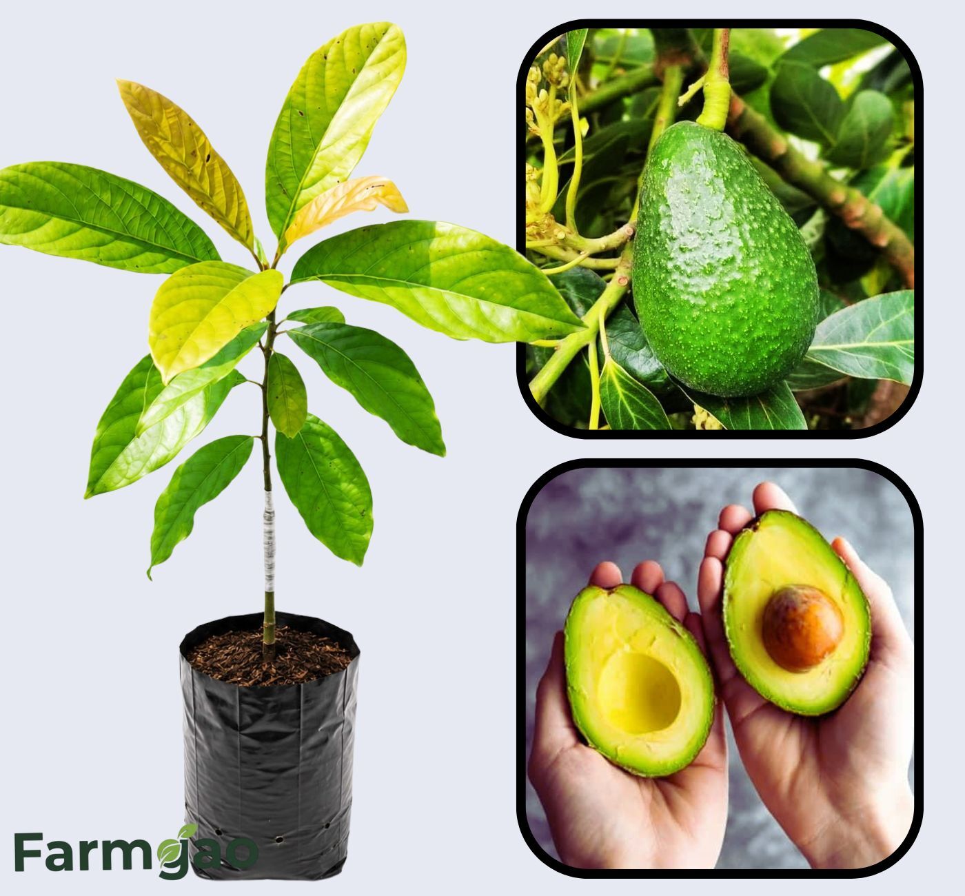 Duke Avocado Grafted Healthy Fruit Plant