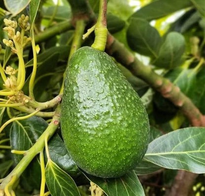 Duke Avocado Grafted Healthy Fruit Plant