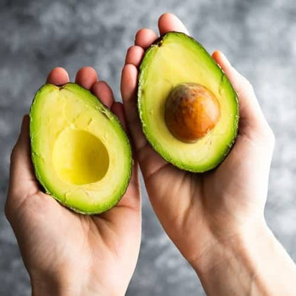Duke Avocado Grafted Healthy Fruit Plant