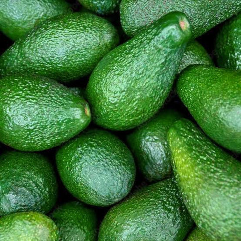 Duke Avocado Grafted Healthy Fruit Plant