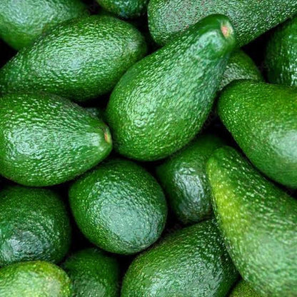 Duke Avocado Grafted Healthy Fruit Plant