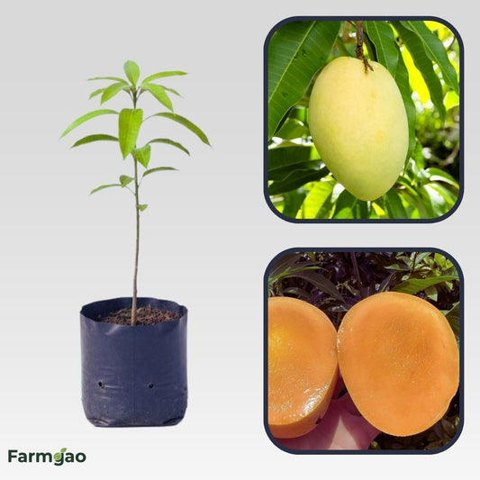 Duncan Mango Aam Grafted Healthy Fruit Plant