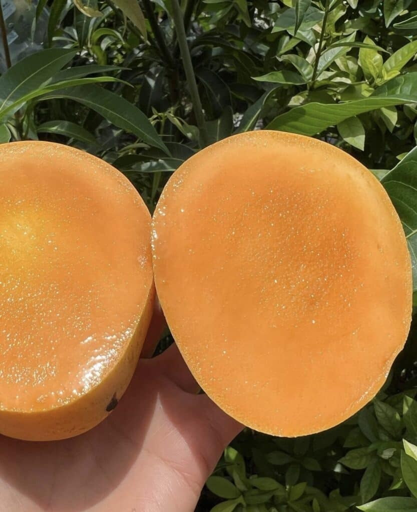 Duncan Mango Aam Grafted Healthy Fruit Plant