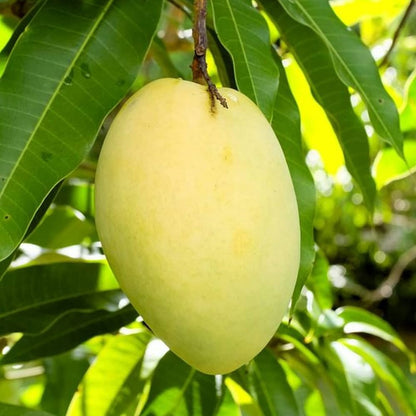 Duncan Mango Aam Grafted Healthy Fruit Plant