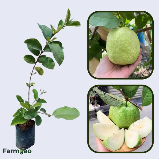 Durango White Guava Air Layered Healthy Fruit Plant