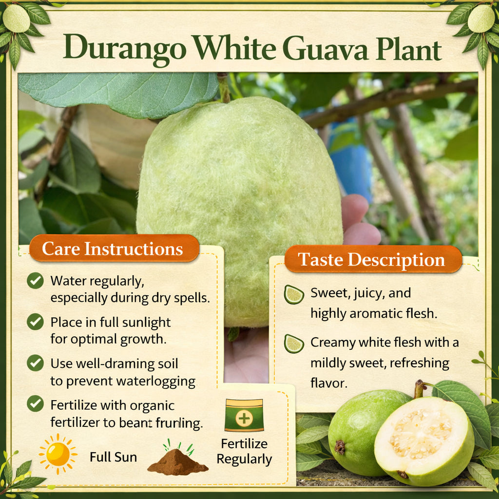 Durango White Guava Air Layered Healthy Fruit Plant