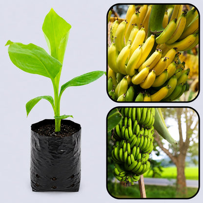 Dwarf Cavendish Banana Healthy Sweet Tissue Cultured Fruit Plant